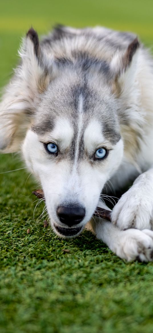 husky, dog, pet, play