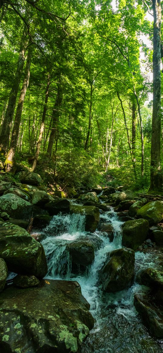 forest, trees, stream, stones, nature, landscape, green