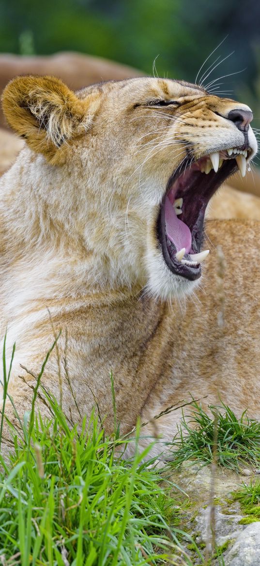 lioness, yawn, animal, big cat