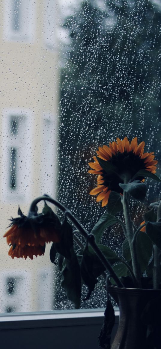 sunflowers, flowers, vase, window, rain