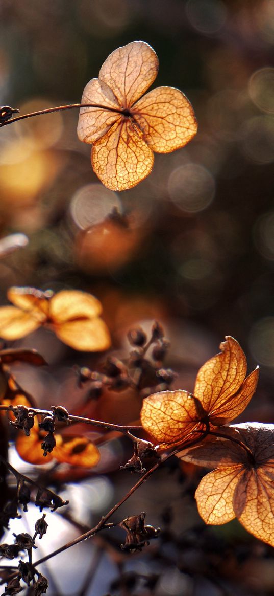 branches, herbarium, dry, autumn, macro