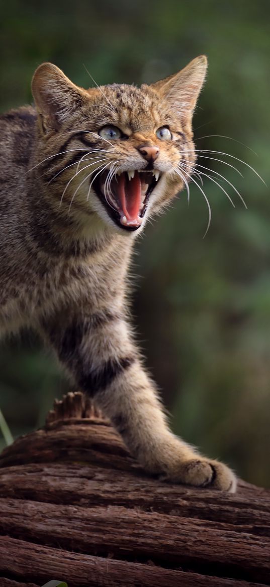 wild cat, cat, fangs, wildlife