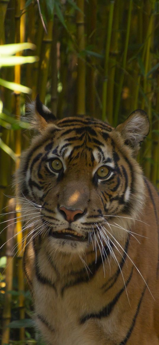 tiger, predator, glance, bamboo, leaves, reserve