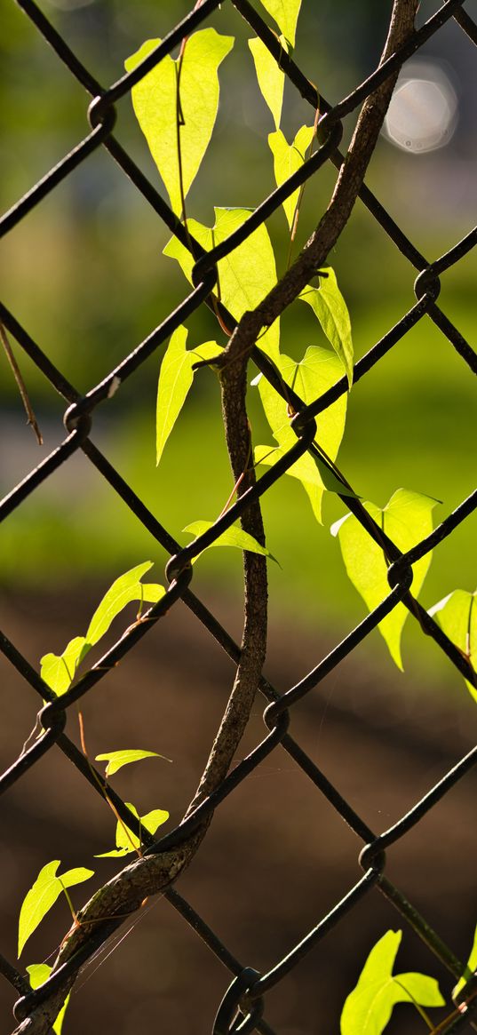 fence, mesh, ivy, leaves, macro, green