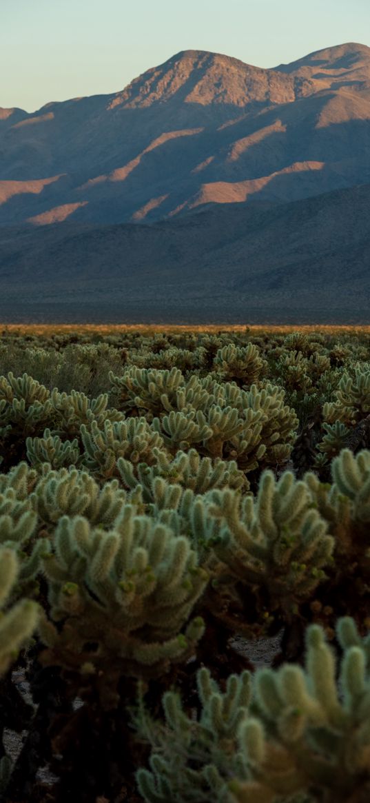 cacti, plants, mountains, landscape, nature