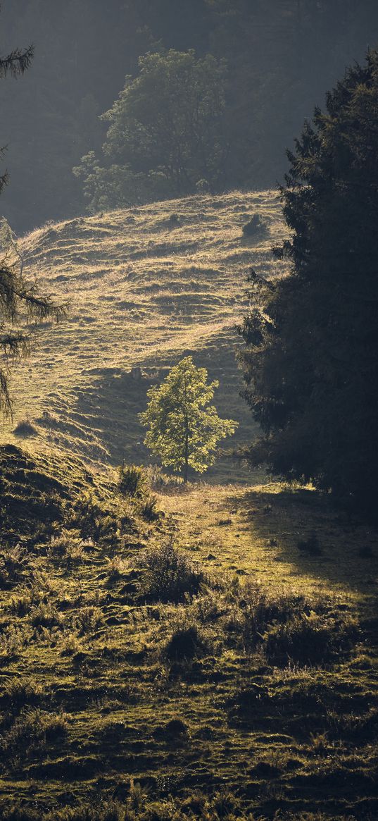 trees, forest, glade, landscape, nature