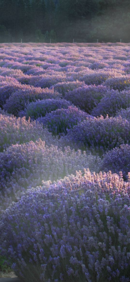 lavender, flowers, plantation, field, landscape