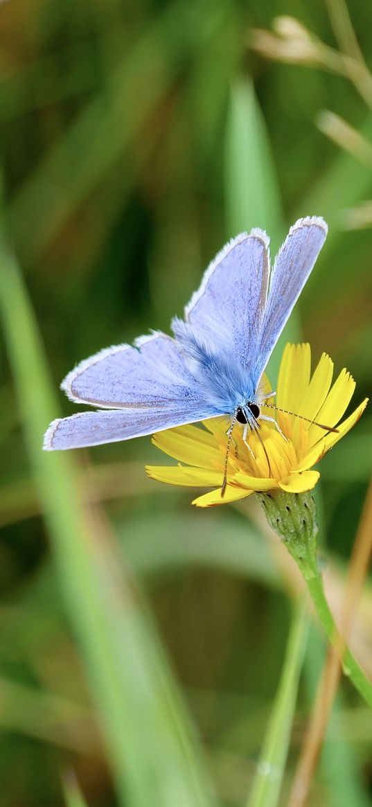 butterfly, insect, flower, macro, focus