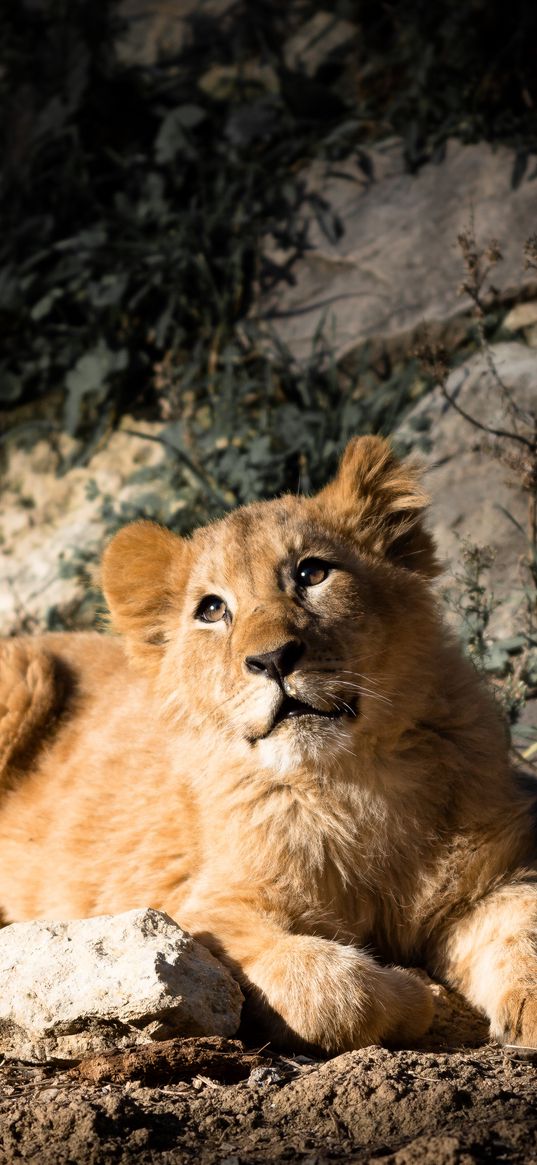 lion cub, lion, animal, glance, big cat