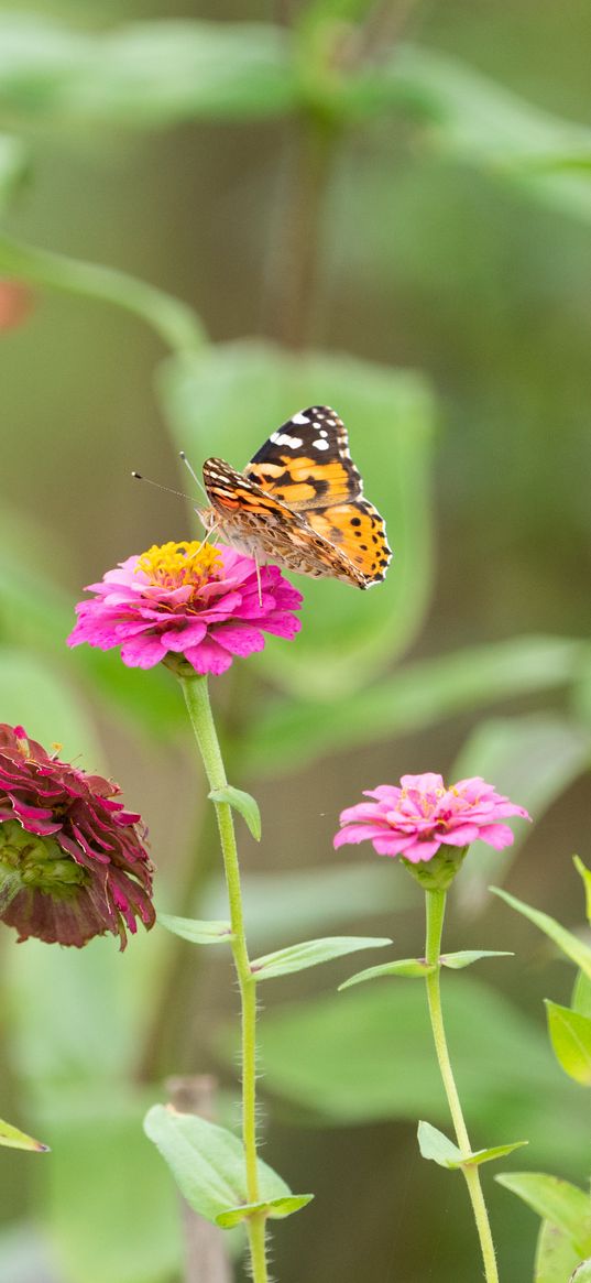 butterfly, flowers, marigolds, macro