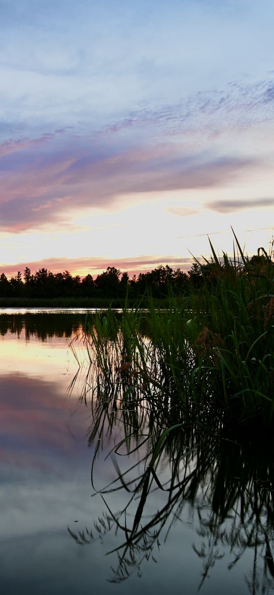 reeds, lake, twilight, landscape, nature