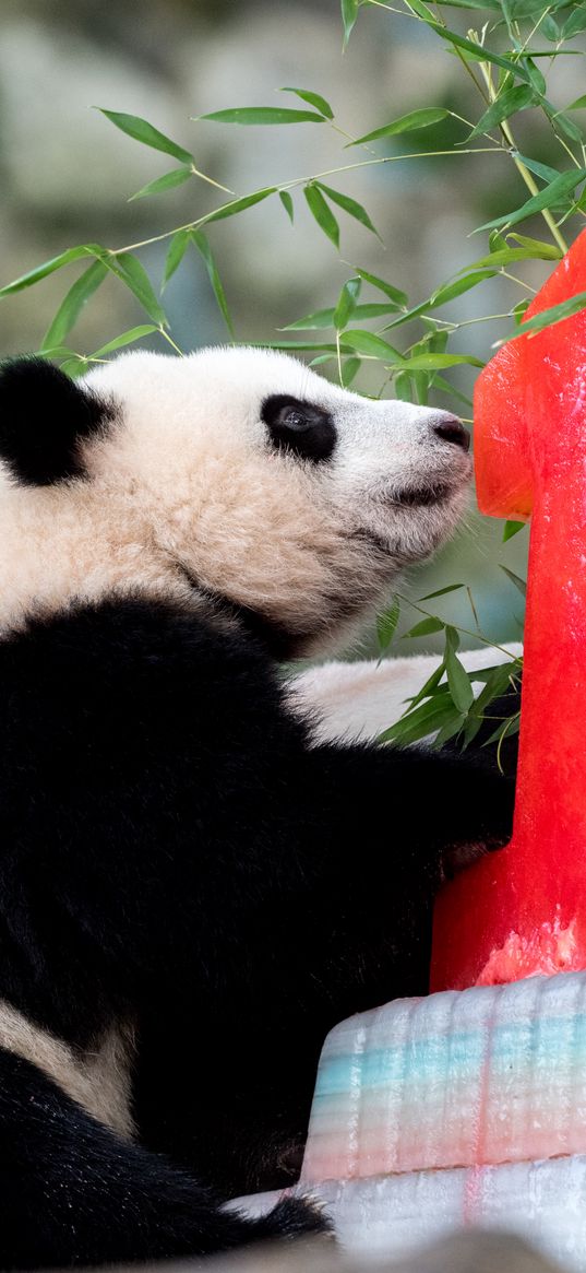 panda, animal, nature reserve, cute