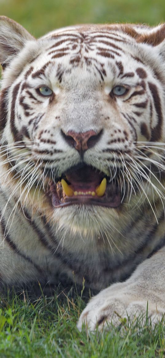 bengal tiger, tiger, white, fangs, predator, animal