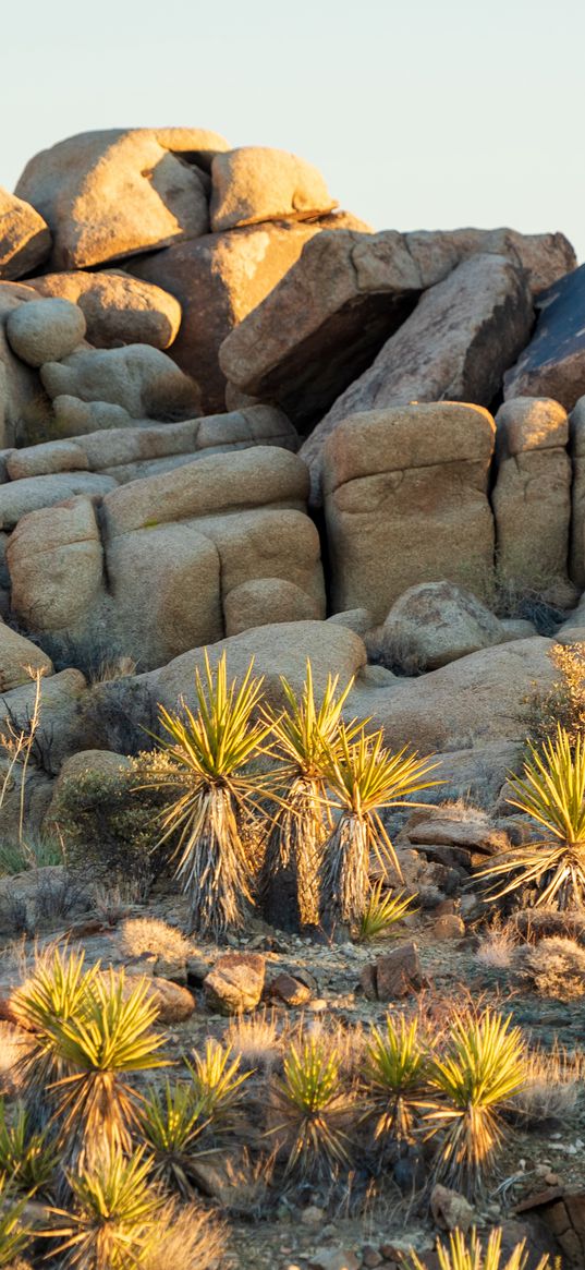 stones, cacti, needles, nature