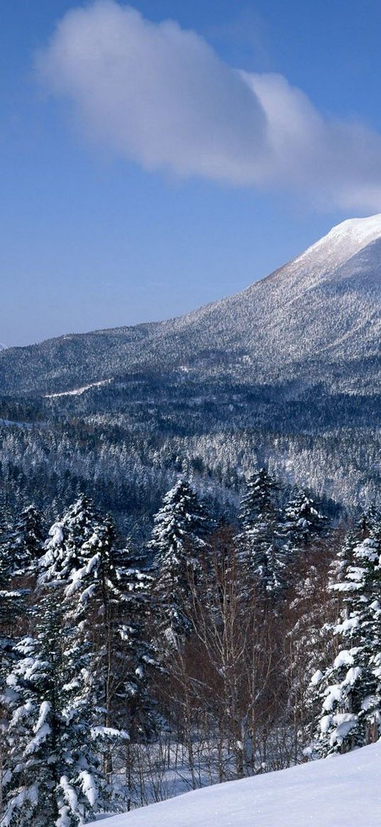 volcano, sleeping, top, mountain, cloud, fir-trees, snow, winter