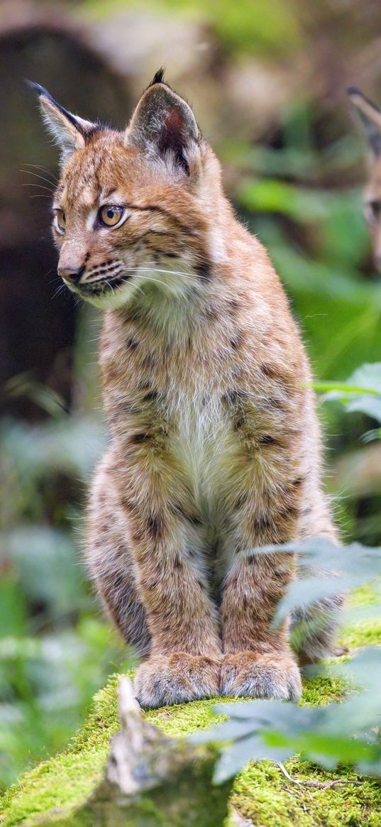 lynx, kitten, animal, nature reserve, cute