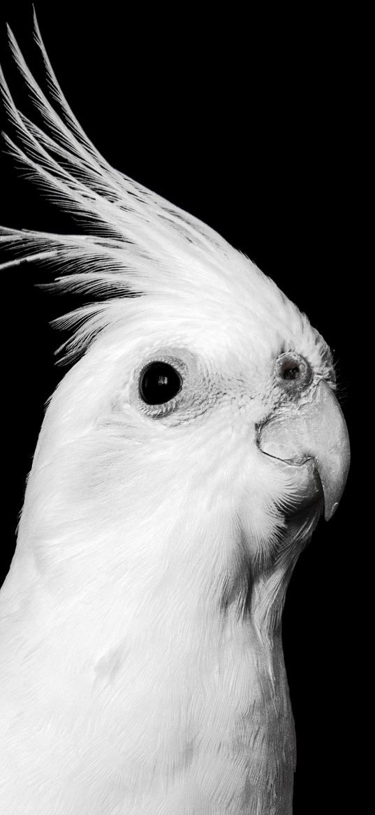 cockatoo, parrot, bird, beak, black and white