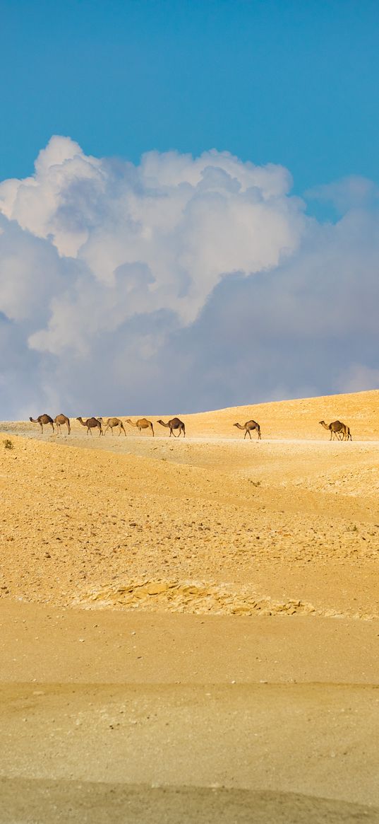 camels, animals, desert, sand, clouds, landscape