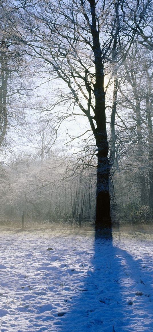 tree, shadow, park, snow, sunlight