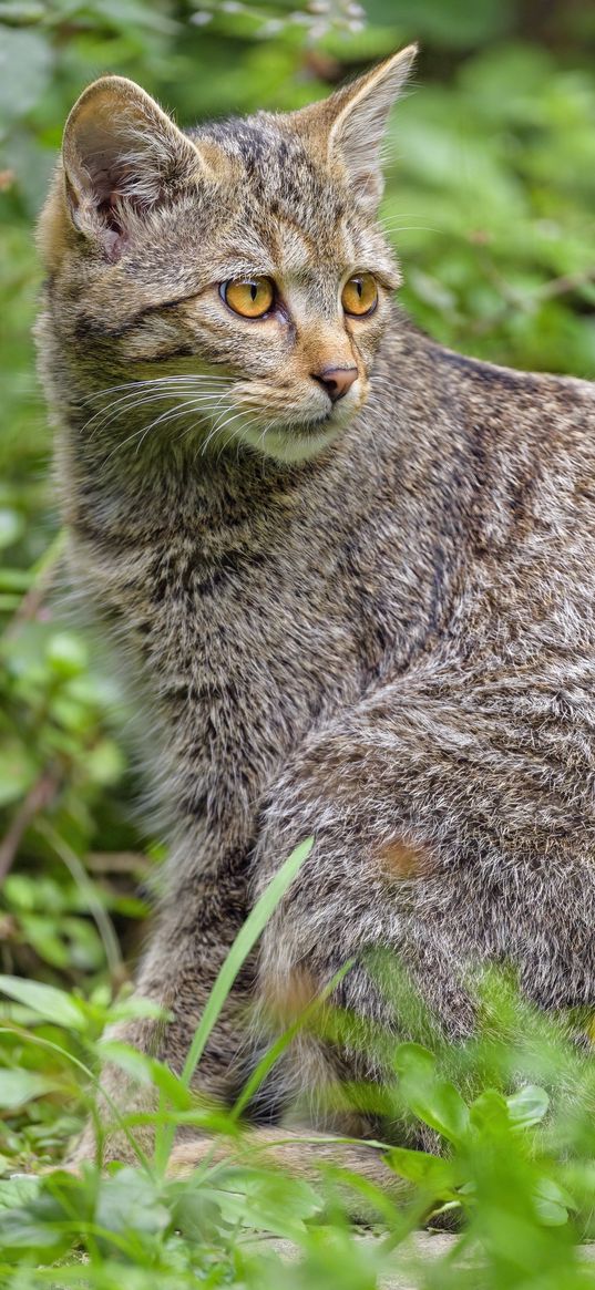 wild cat, cat, glance, animal, wildlife