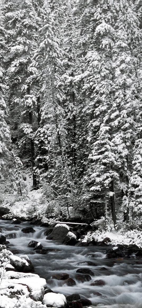 banff national park, alberta, canada, fir-trees, snow, trees, river, stones, current, winter