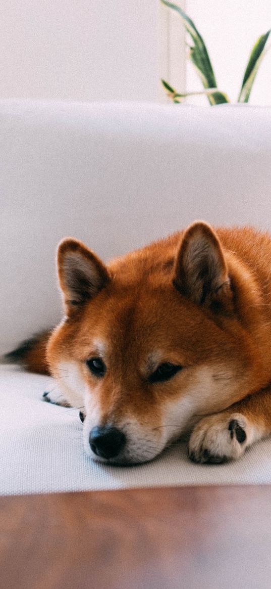 shiba inu, dog, pet, relax