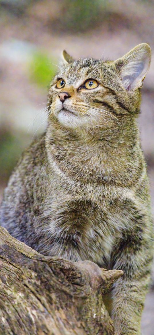 wild cat, animal, wildlife, glance