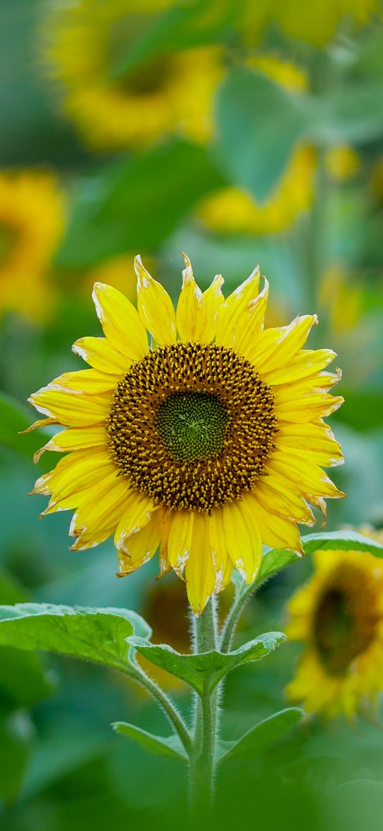 sunflowers, flowers, plants, leaves, macro