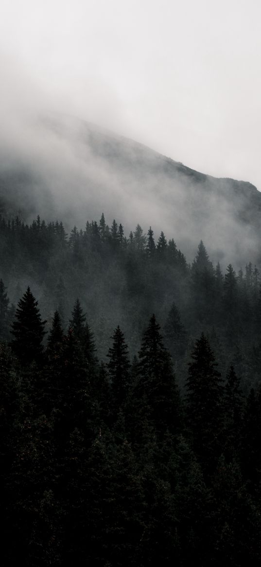 mountain, forest, fog, nature, landscape