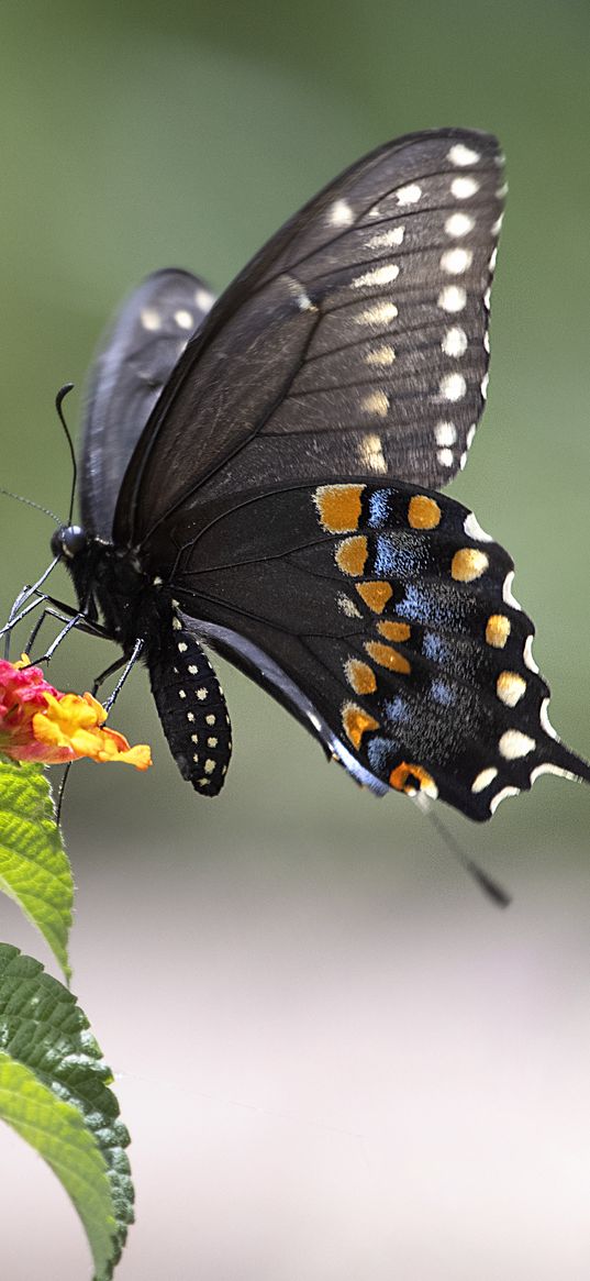 butterfly, insect, wings, flower, macro