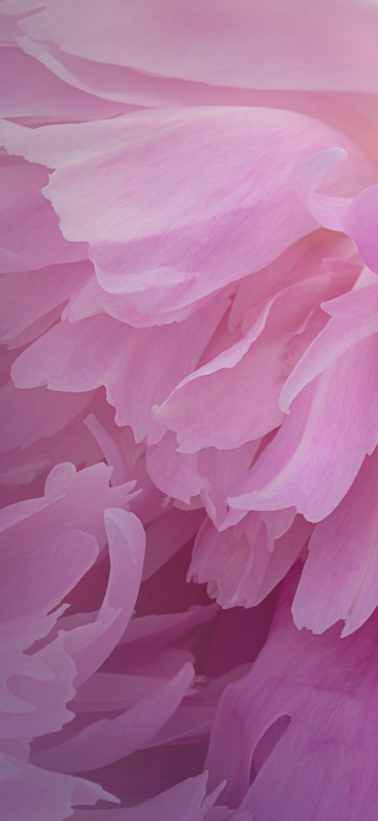 peony, flower, petals, pink, macro