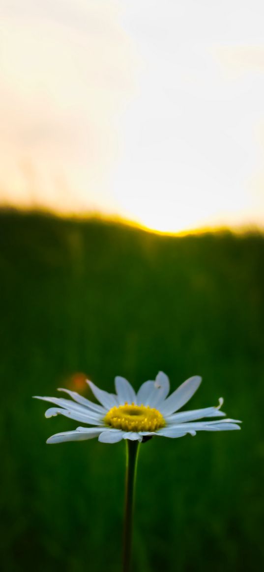 chamomile, flower, macro, minimalism, blur