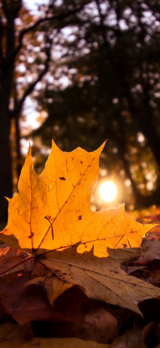 fallen leaves, leaves, forest, sun, light, macro