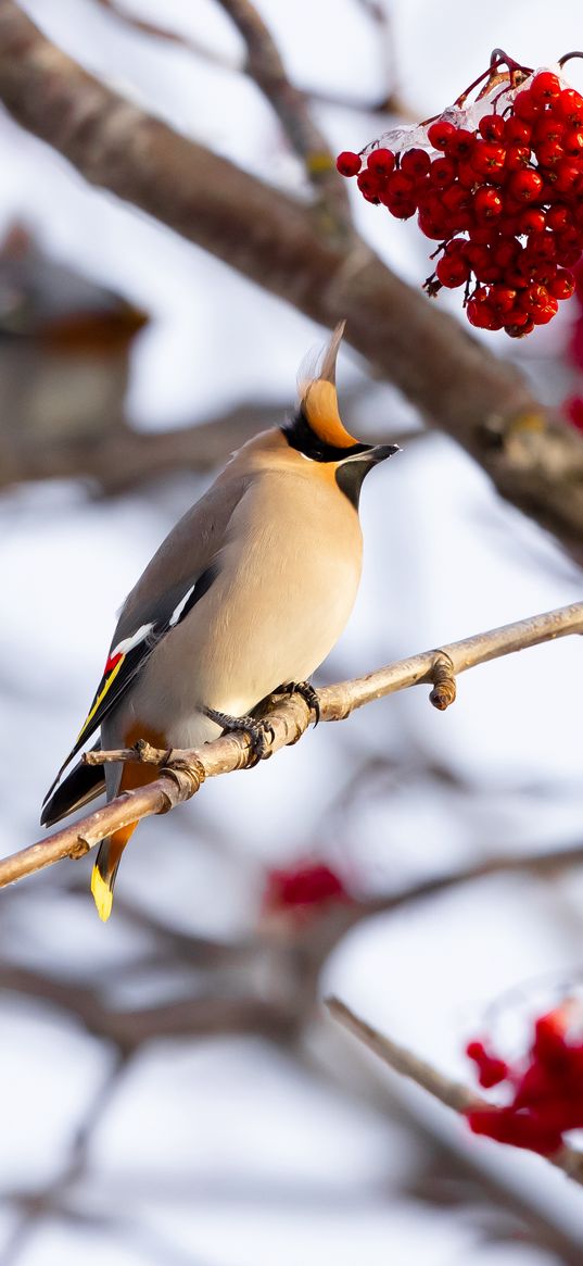 waxwing, bird, branch, berries, winter