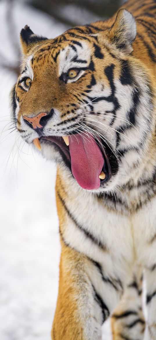 tiger, animal, yawn, big cat