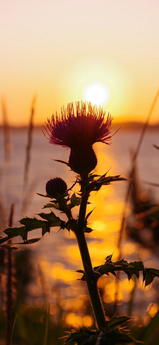 thistle, plant, sun, sunset