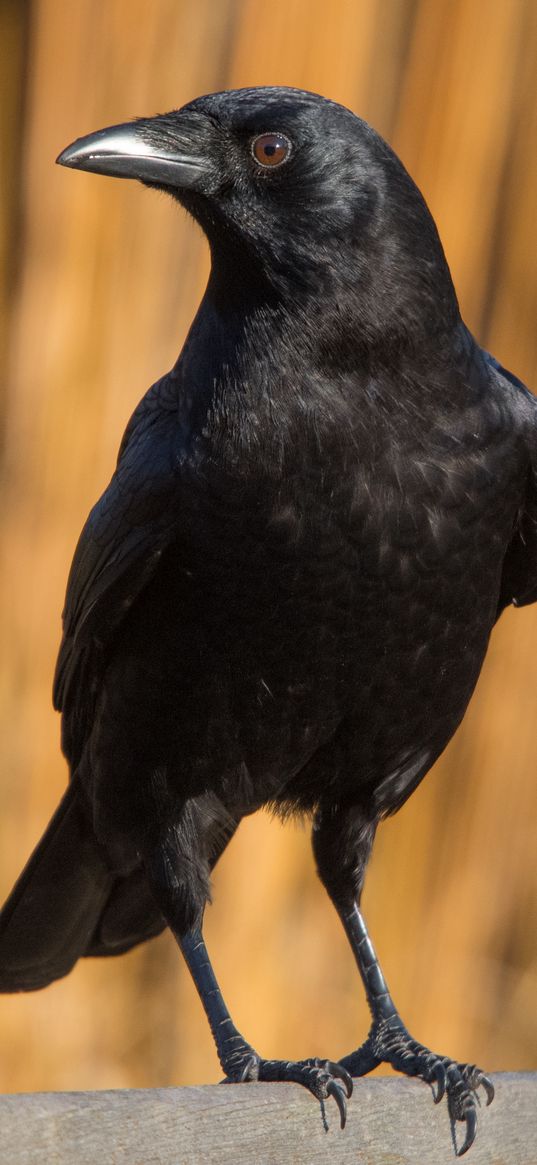 raven, bird, watching, black, wildlife