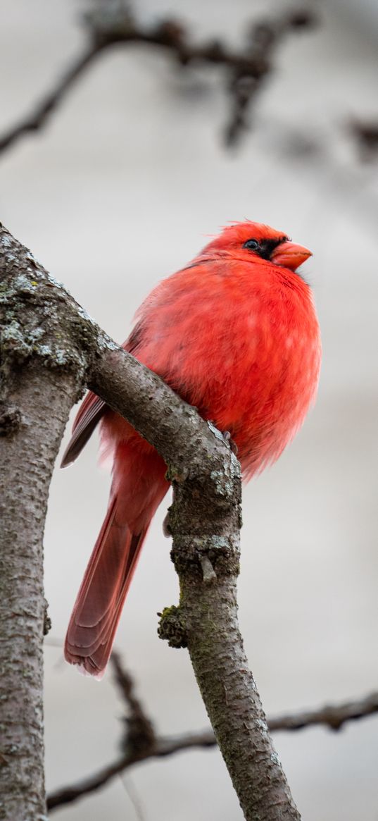 red cardinal, bird, branches, red, wildlife