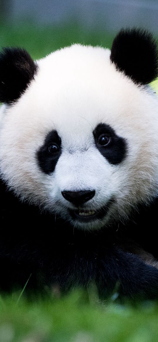 panda, fluffy, animal, glance