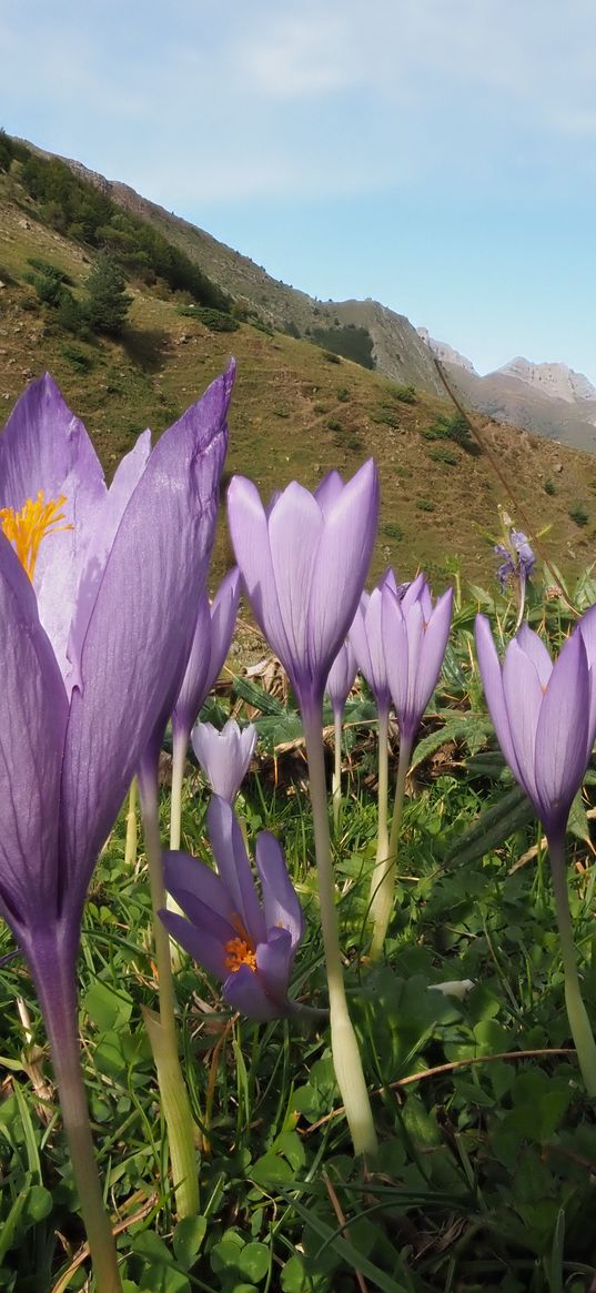 crocuses, flowers, purple, plants, mountains