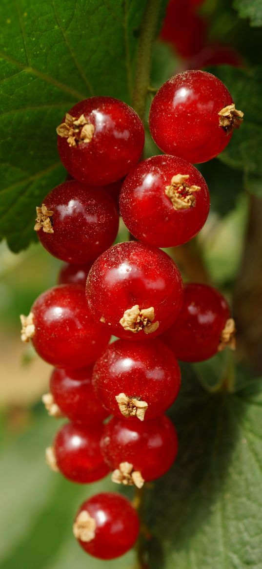 currant, berries, leaves, red, macro