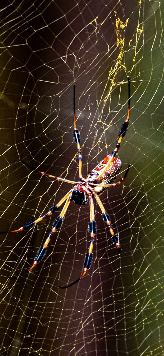 spider, insect, cobweb, threads, macro