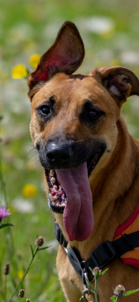 dog, animal, protruding tongue, pet, joy