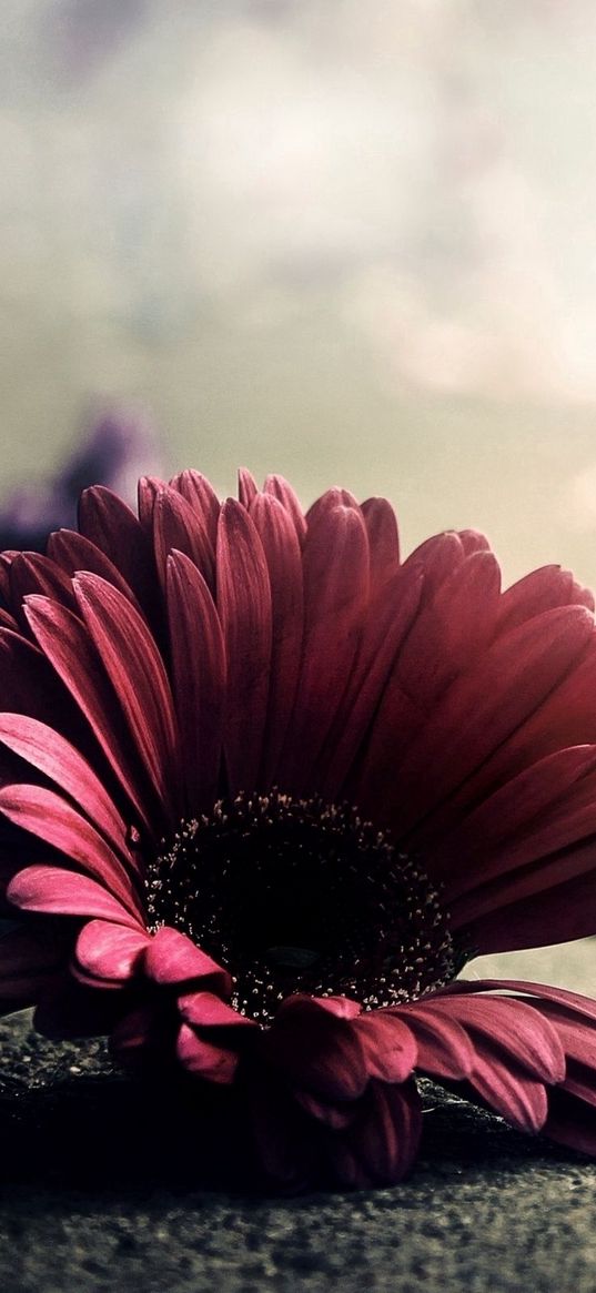 gerbera, flower, petals, asphalt