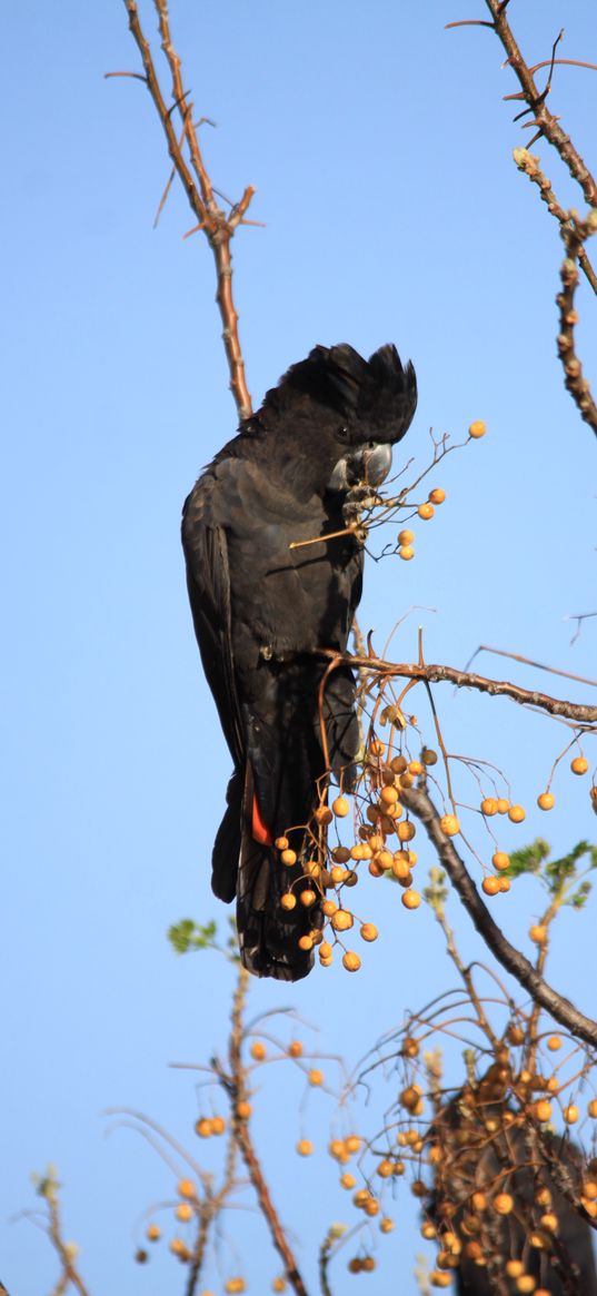 cockatoo, bird, branches, berries, wildlife