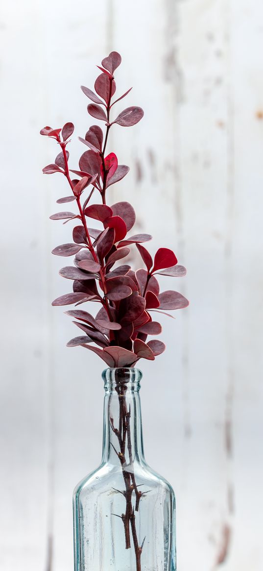 herbarium, leaves, vase, aesthetics