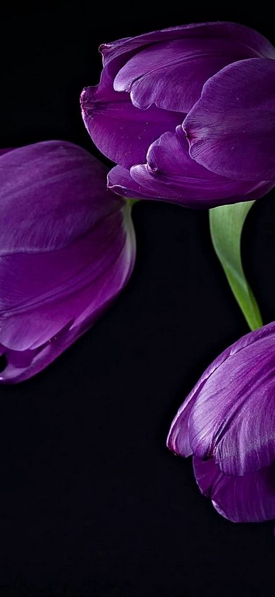 tulips, flowers, basket, background