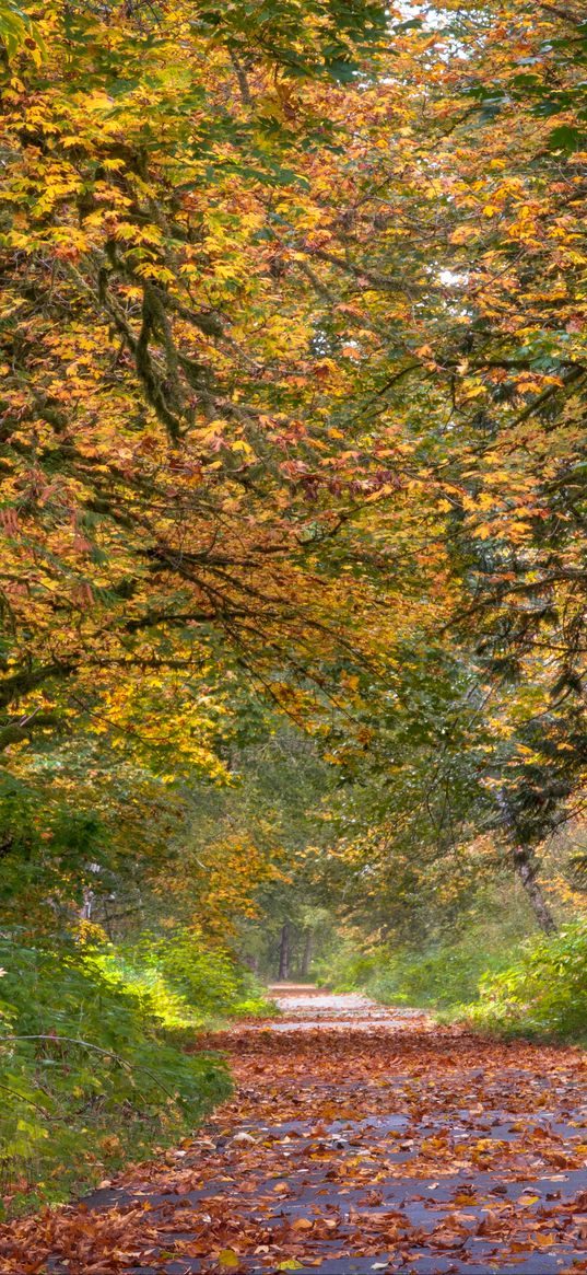 park, trees, path, fallen leaves, autumn, landscape