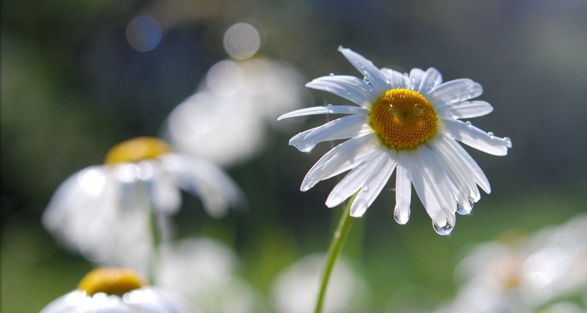 daisies, flowers, field, nature, drops