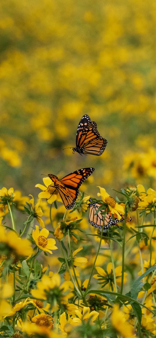 butterflies, insects, flowers, yellow, macro